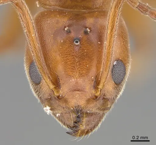 Technomyrmex anterops specimen CASENT4025601 image casent4025601_2