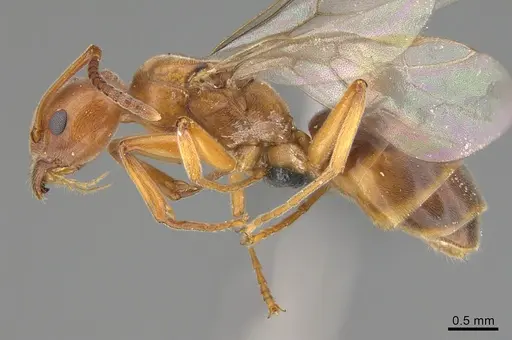 Technomyrmex anterops specimen CASENT4025601 image casent4025601_3