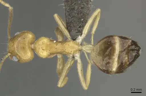 Technomyrmex arnoldinus specimen CASENT0235731 image casent0235731_1