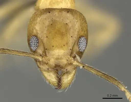 Technomyrmex arnoldinus specimen CASENT0235731 image casent0235731_2