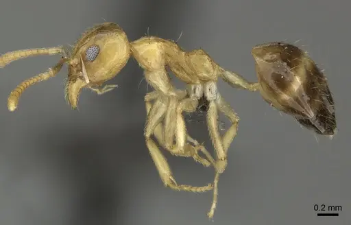 Technomyrmex arnoldinus specimen CASENT0235731 image casent0235731_3