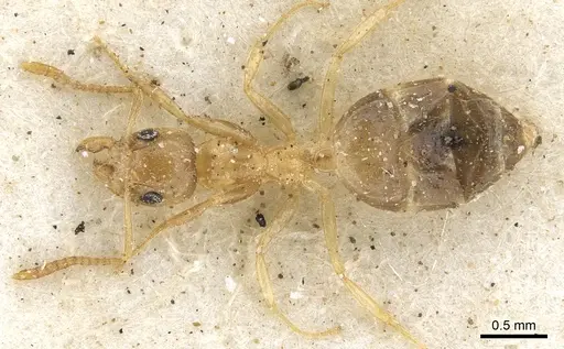 Technomyrmex arnoldinus specimen CASENT0903056 image casent0903056_1