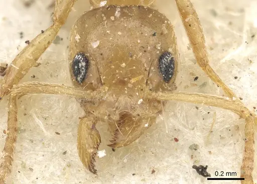 Technomyrmex arnoldinus specimen CASENT0903056 image casent0903056_2