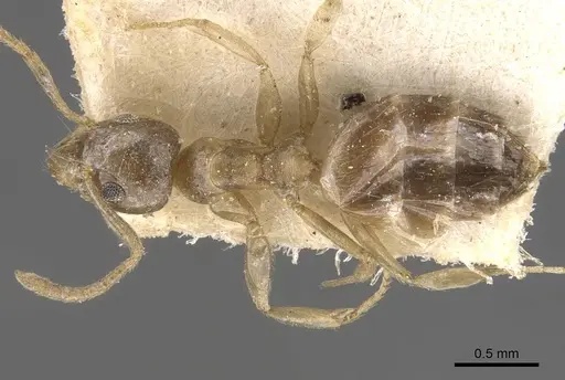 Technomyrmex arnoldinus specimen CASENT0909793 image casent0909793_1