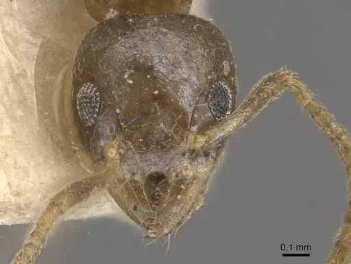 Technomyrmex arnoldinus specimen CASENT0909793 image casent0909793_2