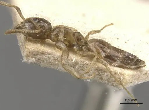 Technomyrmex arnoldinus specimen CASENT0909793 image casent0909793_3