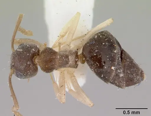 Technomyrmex australops specimen CASENT0172030 image casent0172030_1