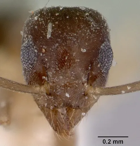 Technomyrmex australops specimen CASENT0172030 image casent0172030_2