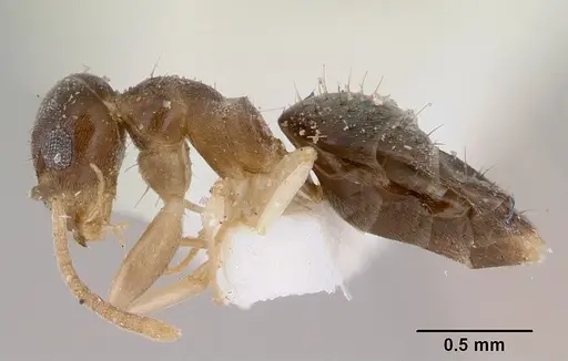 Technomyrmex australops specimen CASENT0172030 image casent0172030_3