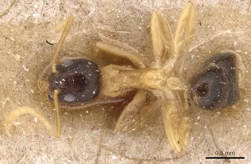 Technomyrmex bicolor specimen CASENT0905071 image casent0905071_1