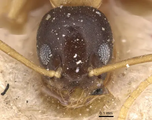 Technomyrmex bicolor specimen CASENT0905071 image casent0905071_2