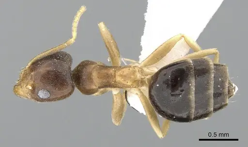 Technomyrmex briani specimen CASENT0906400 image casent0906400_1
