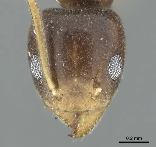 Technomyrmex briani specimen CASENT0906400 image casent0906400_2