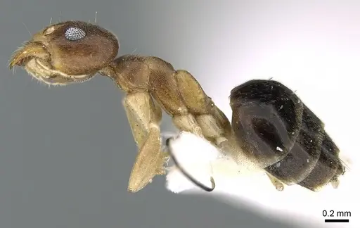 Technomyrmex briani specimen CASENT0906400 image casent0906400_3