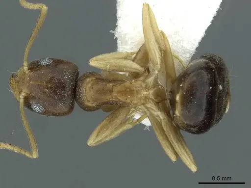 Technomyrmex briani specimen CASENT0911583 image casent0911583_1