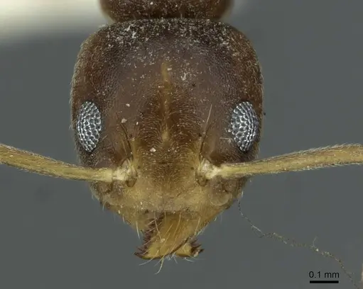 Technomyrmex briani specimen CASENT0911583 image casent0911583_2