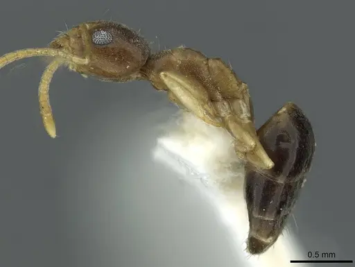 Technomyrmex briani specimen CASENT0911583 image casent0911583_3