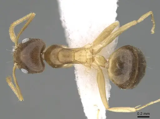 Technomyrmex briani specimen CASENT0919798 image casent0919798_1