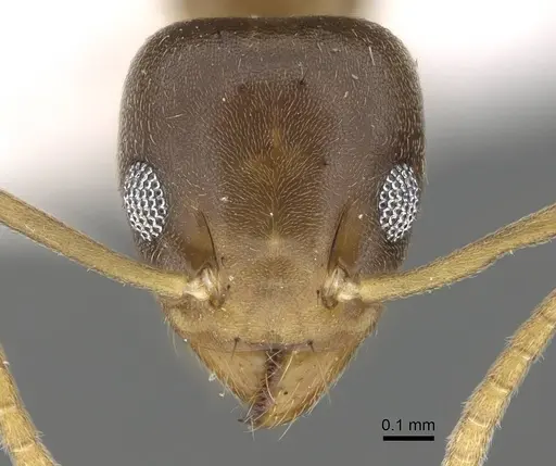 Technomyrmex briani specimen CASENT0919798 image casent0919798_2