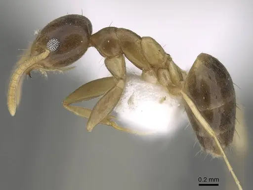 Technomyrmex briani specimen CASENT0919798 image casent0919798_3