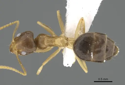 Technomyrmex briani specimen CASENT0919799 image casent0919799_1