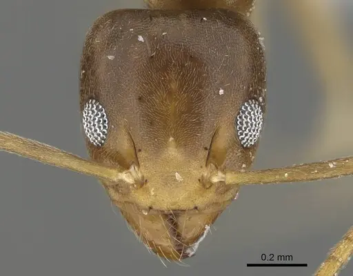 Technomyrmex briani specimen CASENT0919799 image casent0919799_2