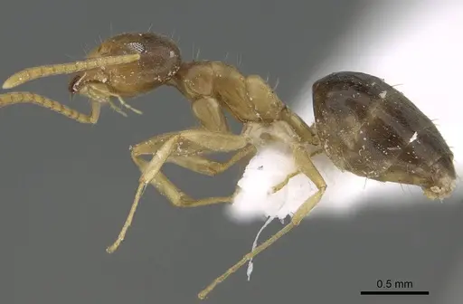 Technomyrmex briani specimen CASENT0919799 image casent0919799_3