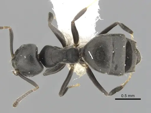 Technomyrmex brunneus specimen CASENT0249777 image casent0249777_1