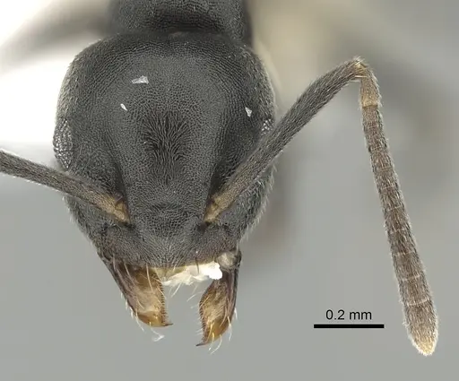 Technomyrmex brunneus specimen CASENT0249777 image casent0249777_2