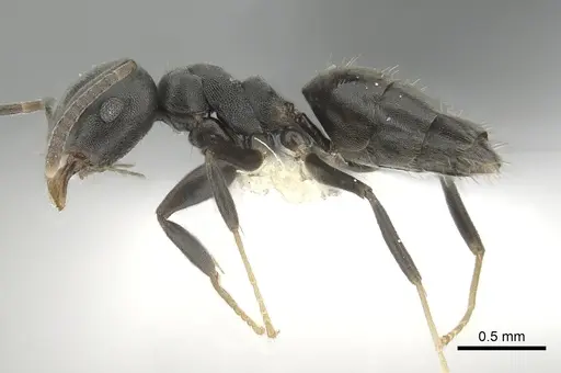 Technomyrmex brunneus specimen CASENT0249777 image casent0249777_3