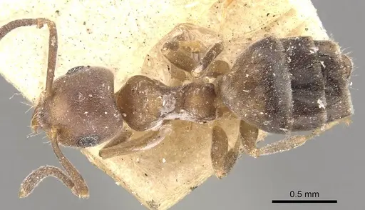 Technomyrmex brunneus specimen CASENT0909791 image casent0909791_1
