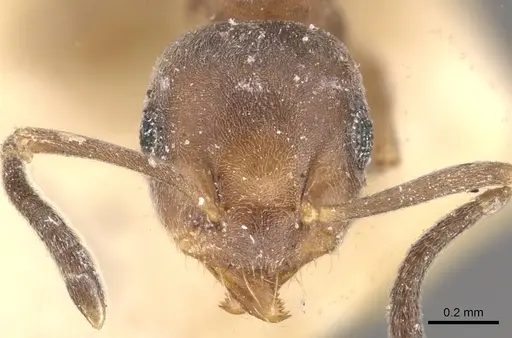 Technomyrmex brunneus specimen CASENT0909791 image casent0909791_2