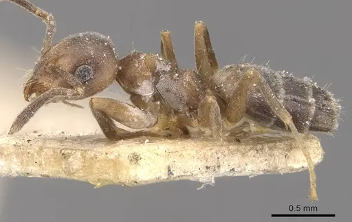 Technomyrmex brunneus specimen CASENT0909791 image casent0909791_3