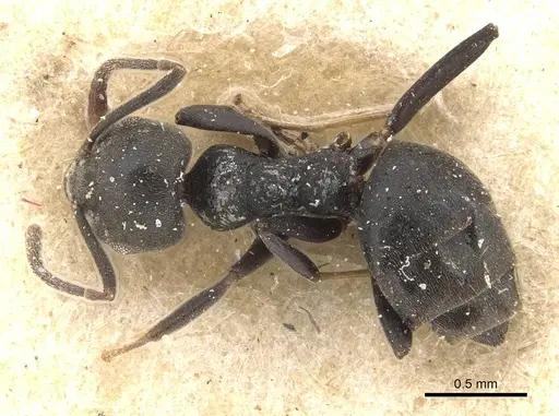 Technomyrmex brunneus specimen CASENT0909803 image casent0909803_1