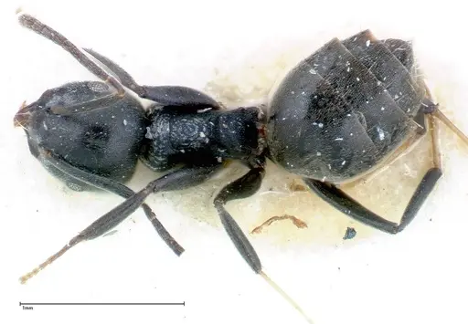 Technomyrmex brunneus specimen FOCOL0178 image focol0178_1