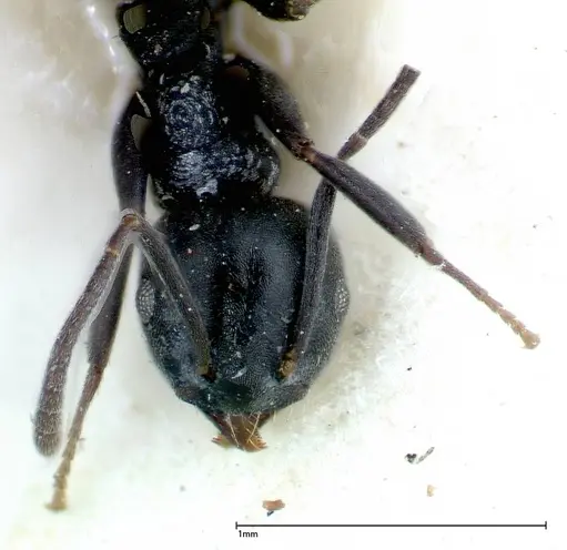Technomyrmex brunneus specimen FOCOL0178 image focol0178_2