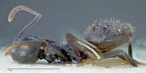 Technomyrmex brunneus specimen FOCOL0178 image focol0178_3