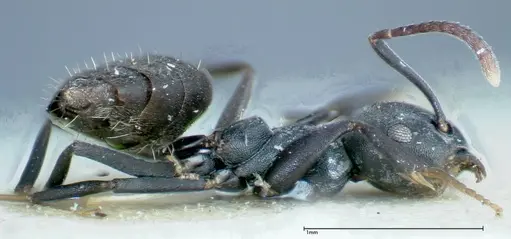 Technomyrmex brunneus specimen FOCOL0178 image focol0178_4