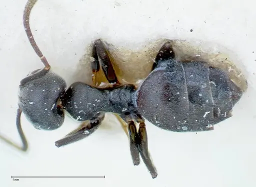 Technomyrmex brunneus specimen FOCOL0179 image focol0179_1