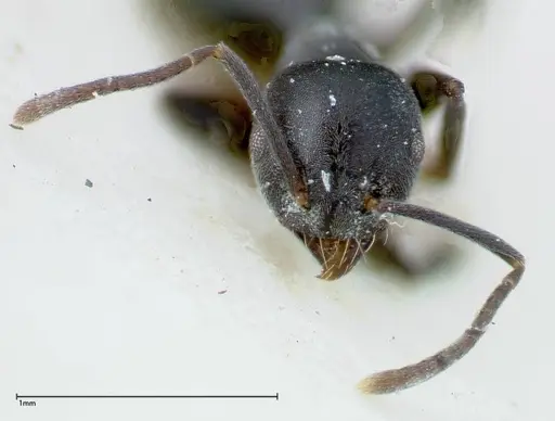 Technomyrmex brunneus specimen FOCOL0179 image focol0179_2