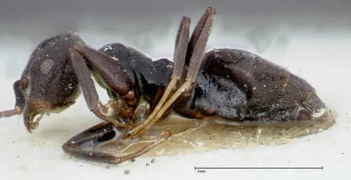 Technomyrmex brunneus specimen FOCOL0179 image focol0179_3