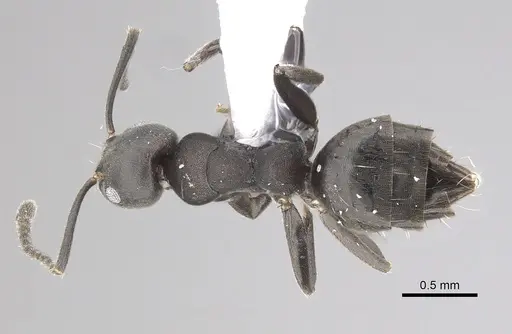 Technomyrmex butteli specimen CASENT0249778 image casent0249778_1