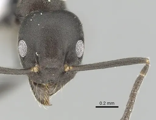Technomyrmex butteli specimen CASENT0249778 image casent0249778_2