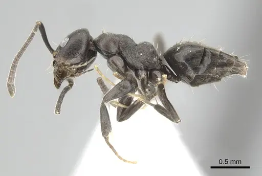 Technomyrmex butteli specimen CASENT0249778 image casent0249778_3
