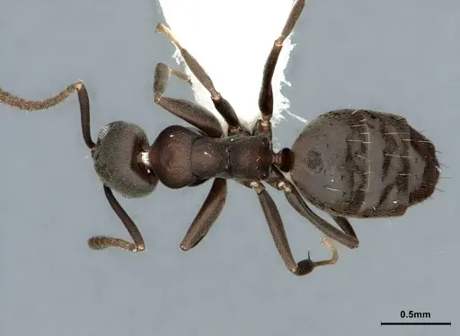 Technomyrmex butteli specimen CASENT0886043 image casent0886043_1