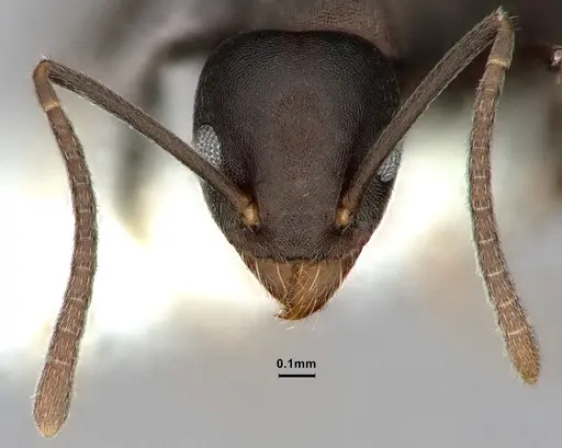 Technomyrmex butteli specimen CASENT0886043 image casent0886043_2
