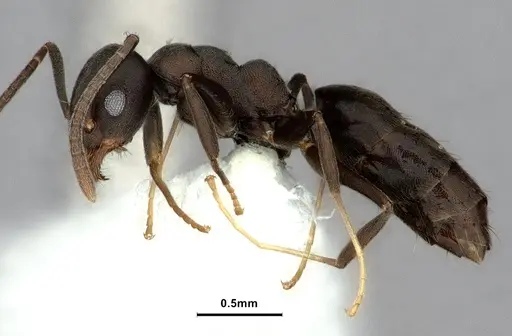 Technomyrmex butteli specimen CASENT0886043 image casent0886043_3