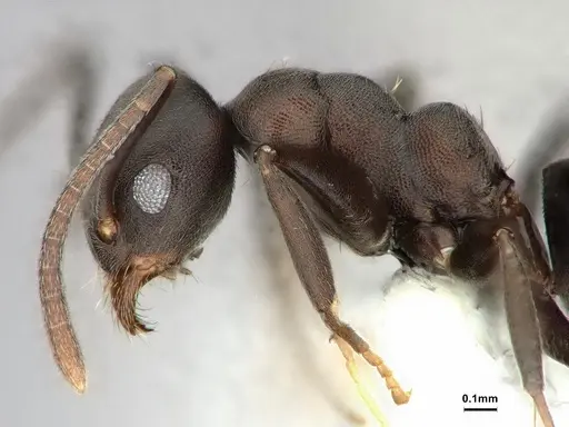 Technomyrmex butteli specimen CASENT0886043 image casent0886043_4