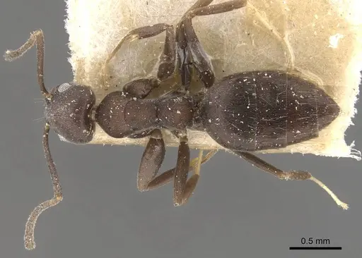Technomyrmex butteli specimen CASENT0909796 image casent0909796_1
