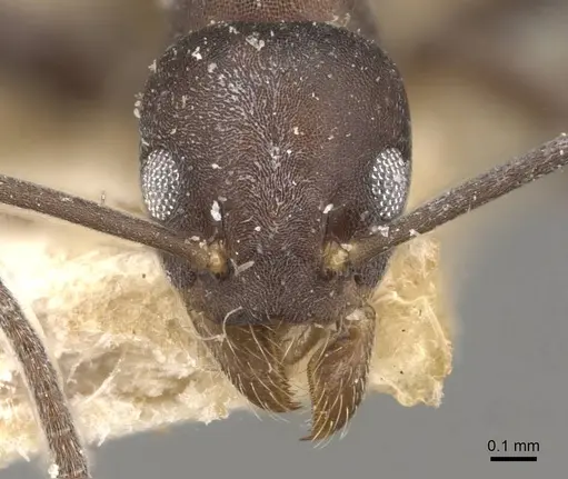 Technomyrmex butteli specimen CASENT0909796 image casent0909796_2